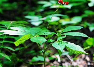 Asian ginseng