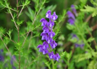 Scutellaria barbata