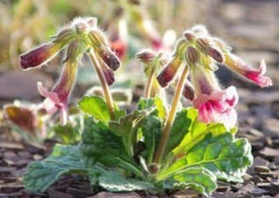 Rehmannia glutinosa