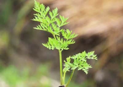 Szechuan lovage