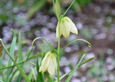 Fritillaria thunbergii(Bulbus Fritillariae Thunbergii )