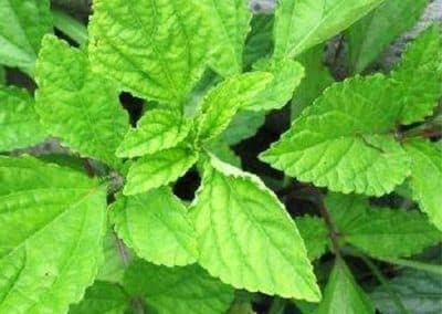 Chinese Sage Herb(Salvia chinensis)