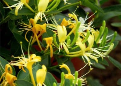 Chinese honeysuckle