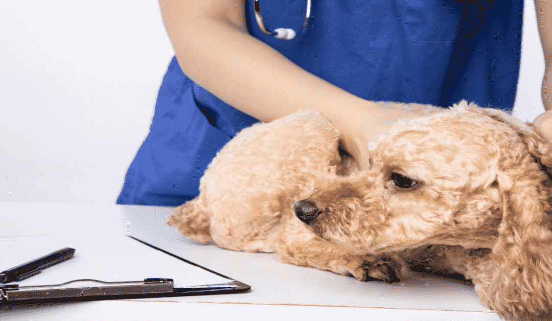 Apakah dokter hewan Tiongkok dapat dipercaya?