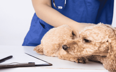 Are Chinese veterinarians trustworthy?