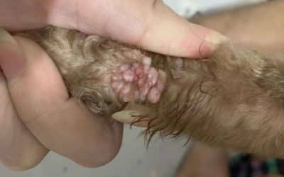 Drugs for treating dog tumors and cancers