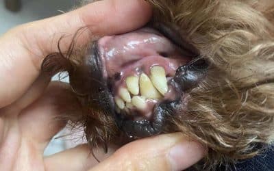 Dental care for pets