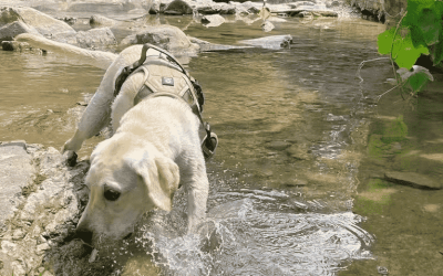 Dietas para mascotas con trastornos médicos