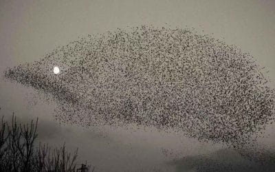 Migration des animaux