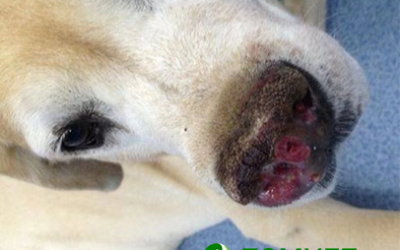 Preventive Measures and Early Detection of Squamous Cell Carcinoma in Pets