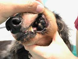 Panoramica completa dei tumori orali canini: tipi, sintomi e cura