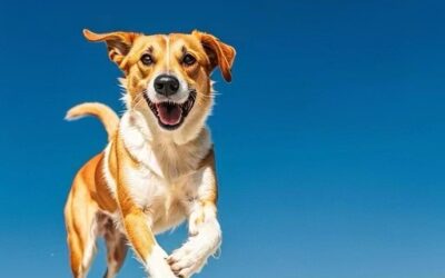 Sbloccare i rimedi erboristici: un approccio promettente alla gestione dell'osteosarcoma canino