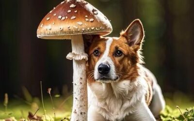 I vantaggi dei 5 funghi difensori per cani: uno sguardo approfondito