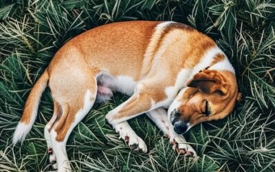 The Benefits of Boswellia for Dogs: A Natural Remedy for Inflammation and Joint Health