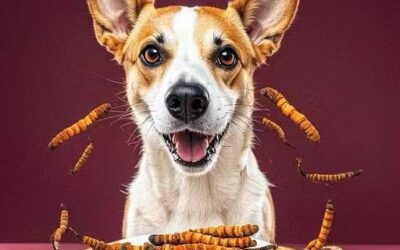 Exploring the Benefits of Cordyceps for Dogs with Cancer: A Holistic Approach