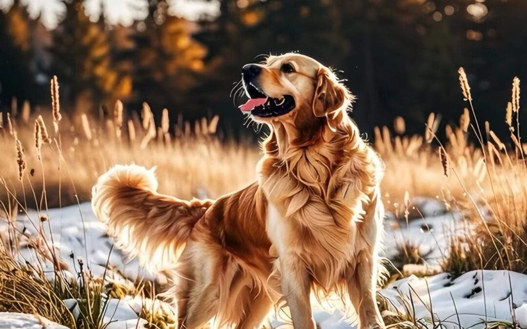 Guia de sobrevivência ao câncer em cães: um manual abrangente para donos de animais de estimação