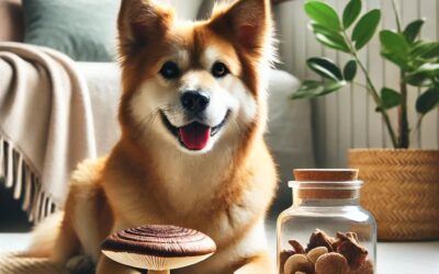 Los beneficios de los hongos medicinales para los perros: cómo reforzar la salud inmunológica de forma natural