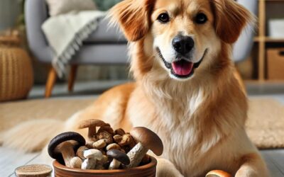 The Surprising Health Benefits of Mushrooms for Your Dog